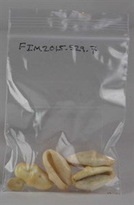 Image description is not available for FIM2015.529.7